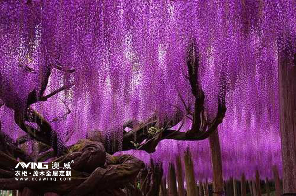 澳威全屋定制:这些树能长寿,原来是有秘诀的……