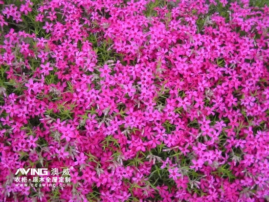 澳威全屋定制：陪伴，是*长情的告白7